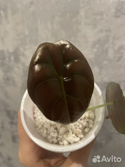 Алоказия ред секрет