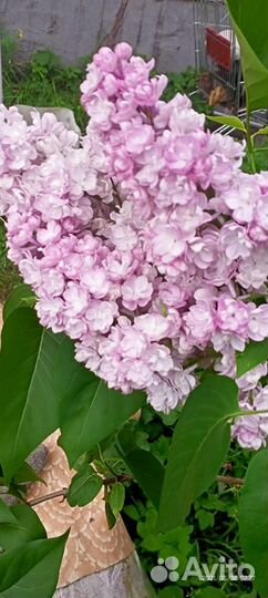 Саженцы сирени