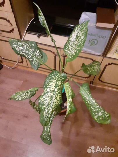 Диффенбахия, молодая, с горшком