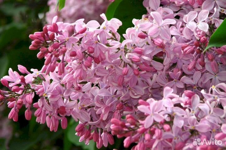 Сирень Бюффон