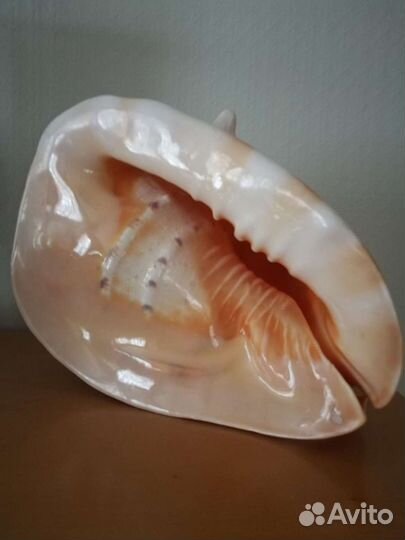 Ракушка морская большая и средние