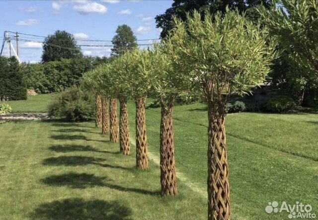 Плетеные деревья из ивы купить в Щекино | Товары для дома и дачи | Авито