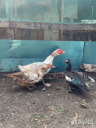 Индоутки - семья. Взрослые куры и семьи