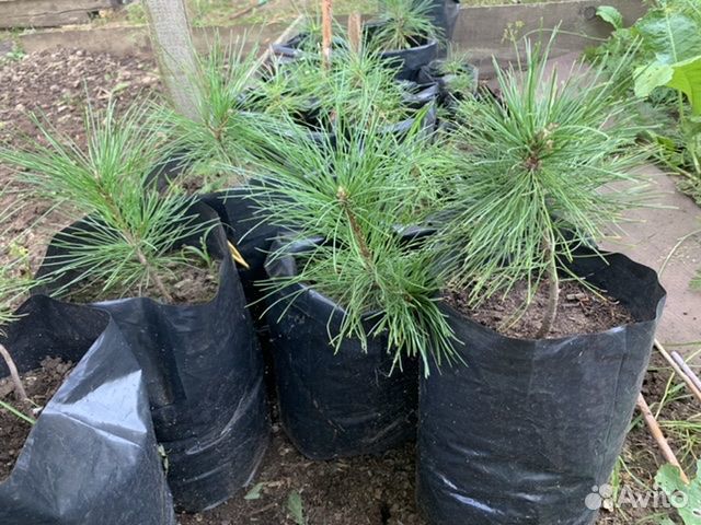 Саженцы кедра