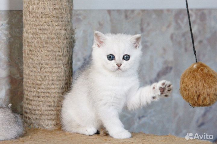 Британские котята серебристые шиншиллы