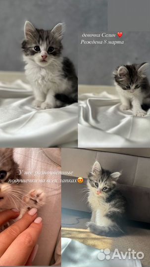 Отдам котиков в добрые руки