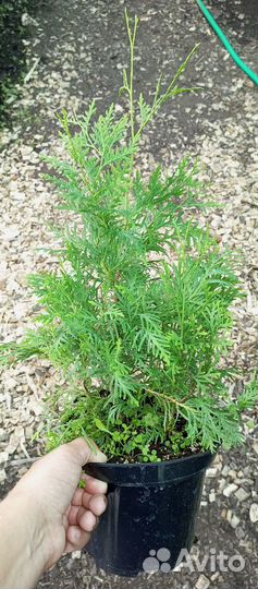 Саженцы горной сосны, туи,ели голубой,пихты