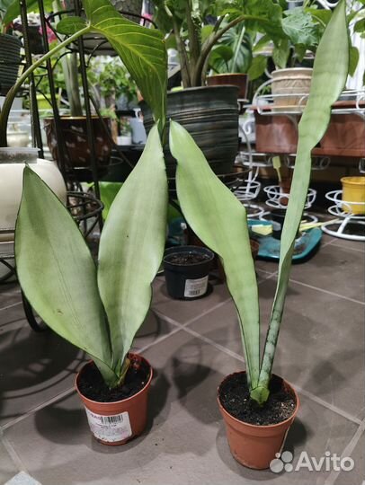 Сансевиерия. Редкие сорта