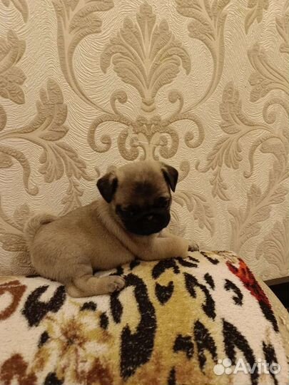 Щенки мопса