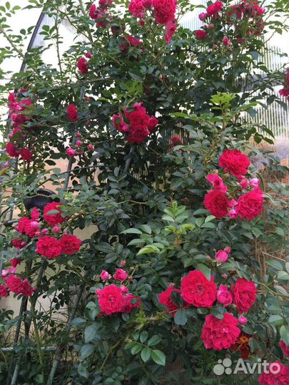 Растения садовые