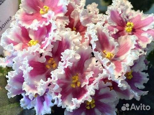 Лист срез/лист укор/Детки/взрослые фиалки