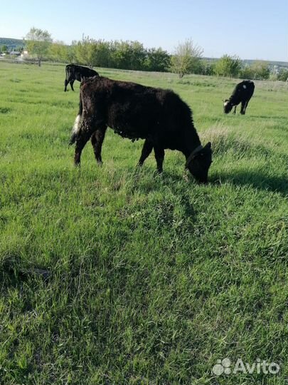 Племенные телята