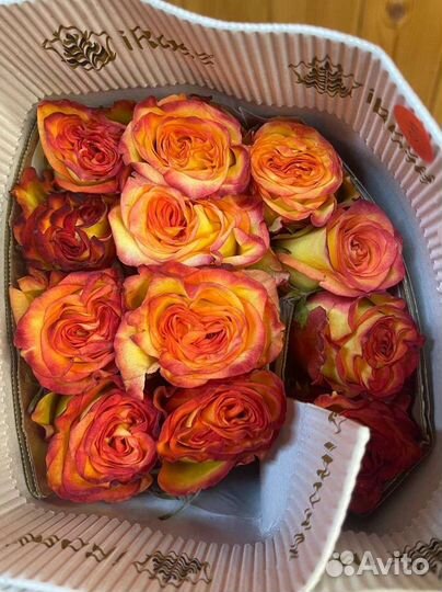 Эквадорские розы. Крупноголовая роза Пионовидная