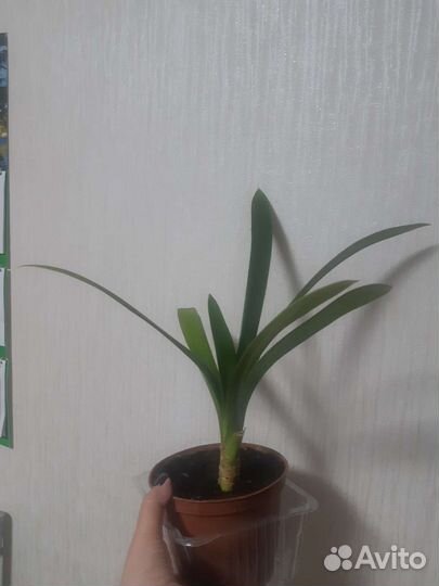 Сансевьерии и кливия, толстянка хоббит