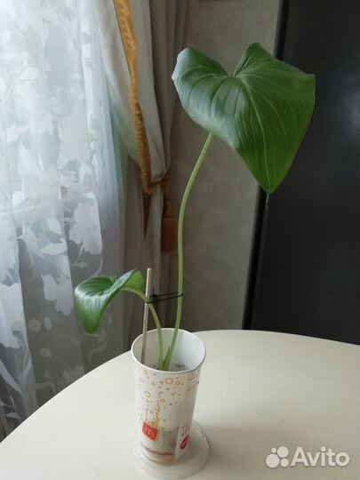 Калла белая Эфиопская-саженцы