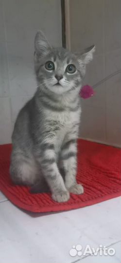 Котенок. Стерильная