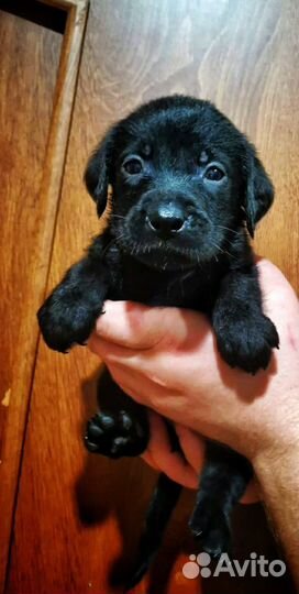 Щенки лабрадора