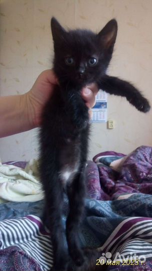 Отдам котенка в добрые руки