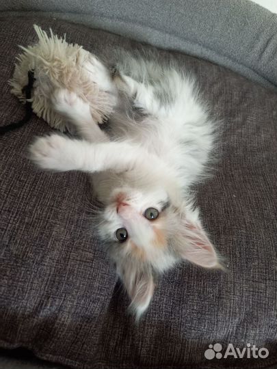 Котята мейн-кун