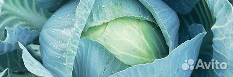 Семена Капусты 