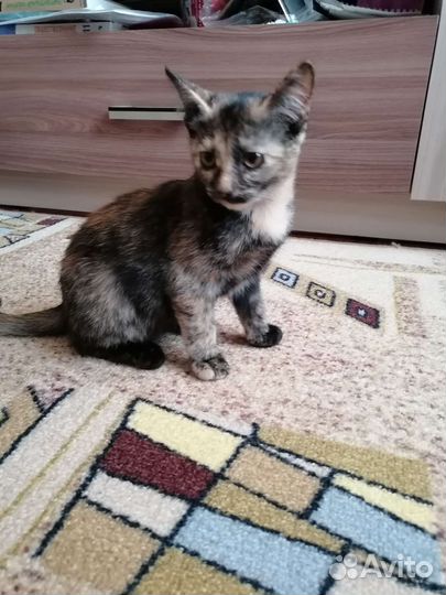 Трехцветная кошка