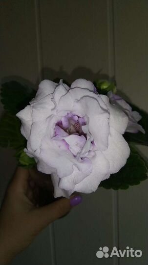 Глоксиния махровая цветущая