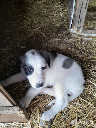 В добрые руки щенки бесплатно