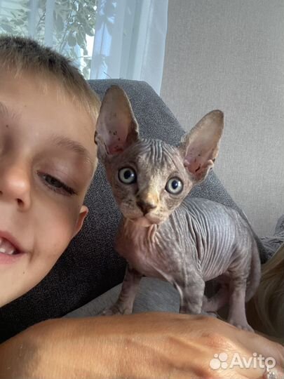 Лысые котята сфинкс