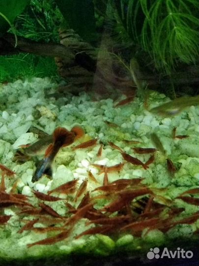 Яркие креветки Черри