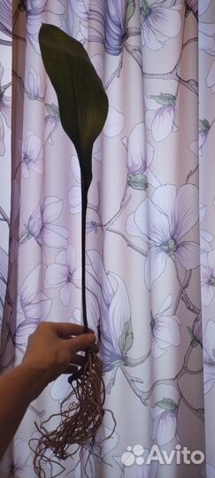 Аспидистра