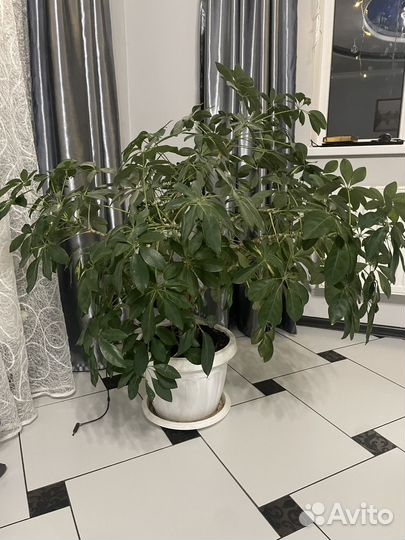 Комнатные цветы большие растения