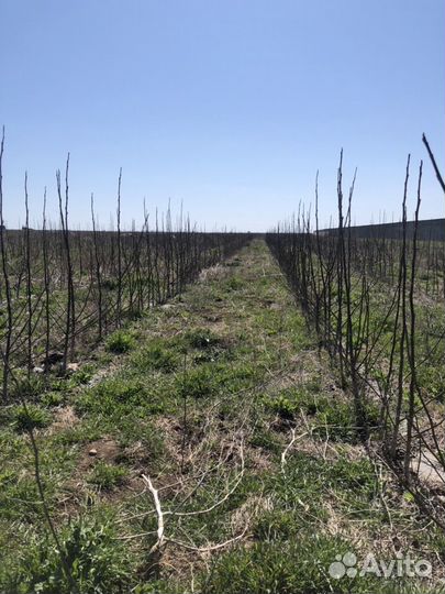 Саженцы 3-х летнего грецкого ореха