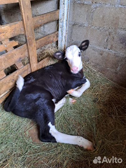 Продается бычок