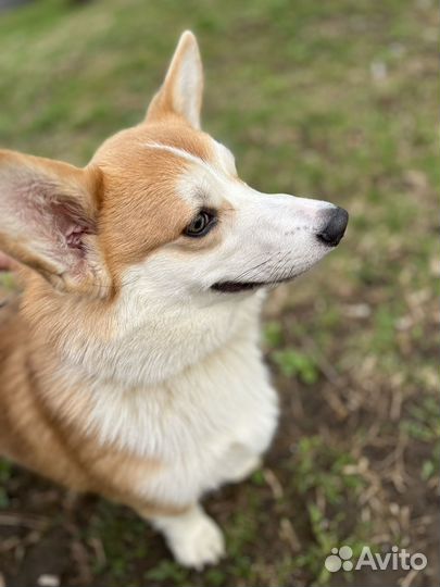 Вельш-корги пемброк вязка