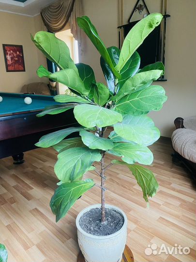 Фикус лирата