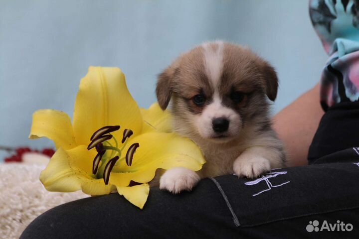 Вельш корги пемброк