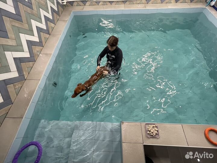 Бассейн для собак, реабилитация, обучение плаванию