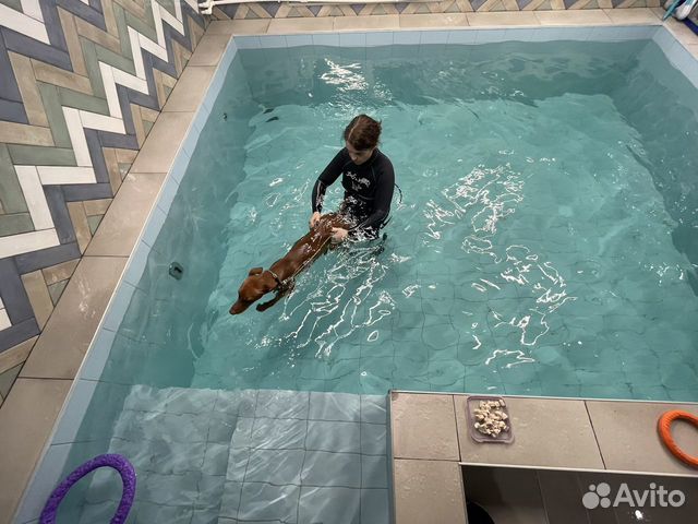 Бассейн для собак, реабилитация, обучение плаванию объявление продам