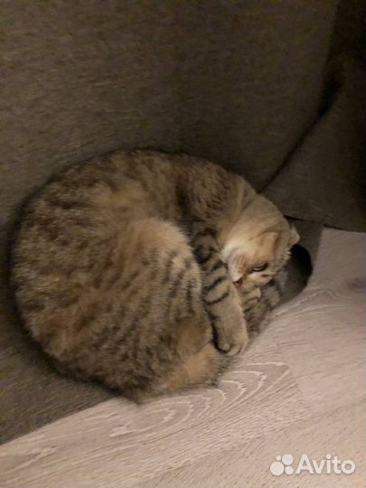 Шотландский вислоухий кот на вязку