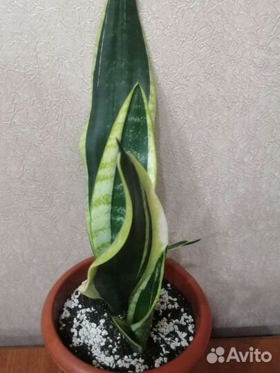 Сансевиерия сортовая Блек голден