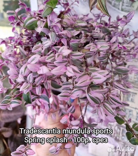 Сортовые традесканции