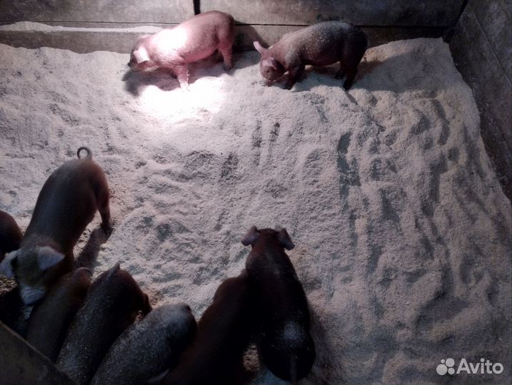 Чистокровный дюрок