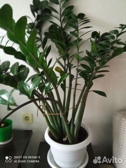 Комнатные цветы