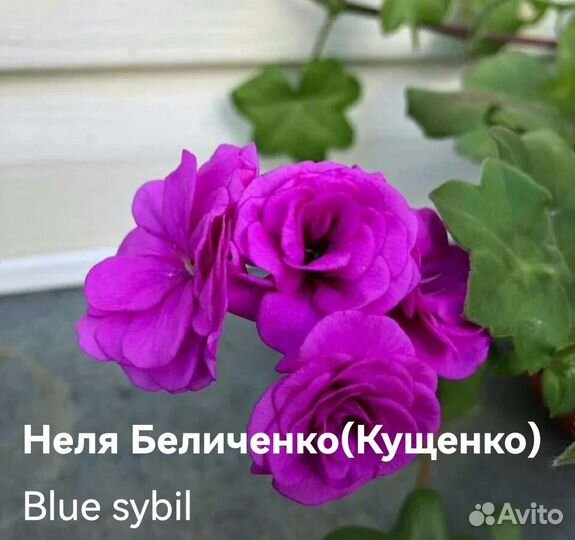 Герань пеларгония