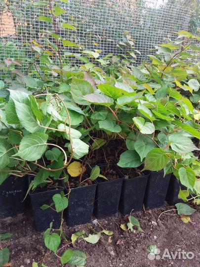 Актинидия коломикта