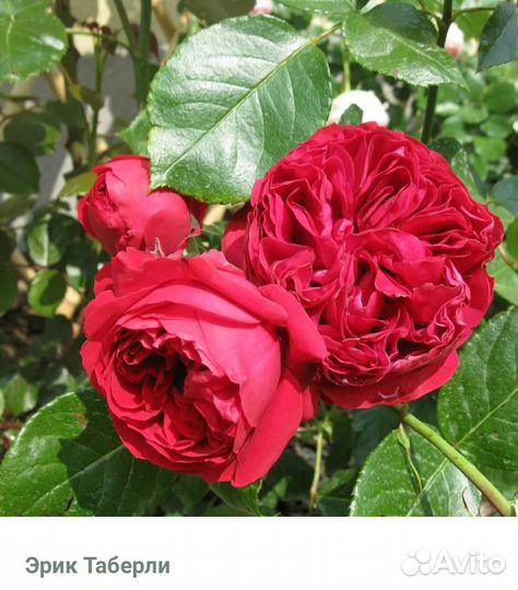 Растения для сада