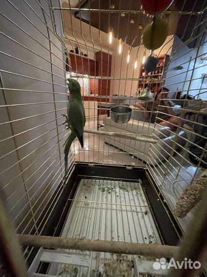 Ожереловый попугай самка