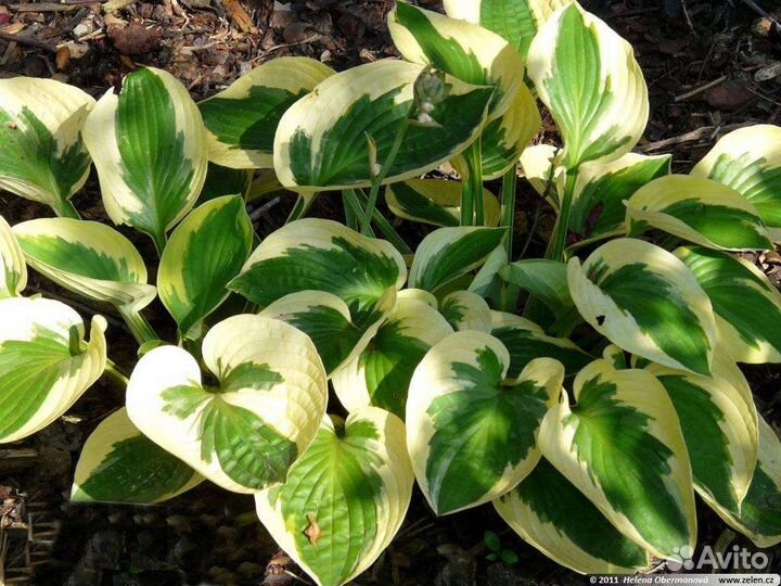 Хоста Брим кап