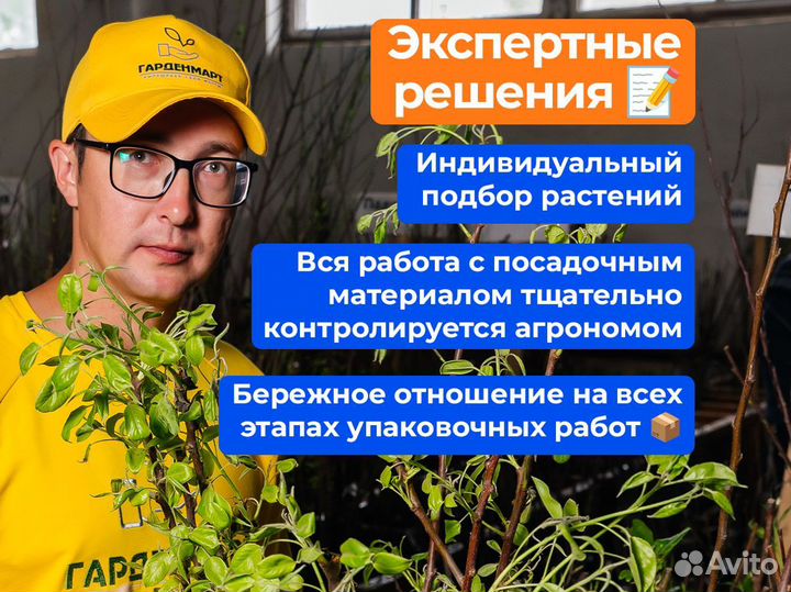 Саженцы малины. Оптом