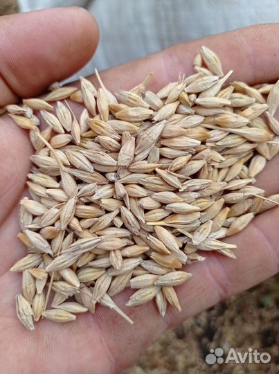 Пшеница Ячмень Овёс